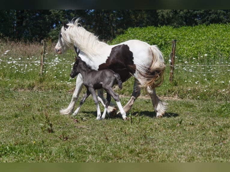 Cob Irlandese / Tinker / Gypsy Vanner Giumenta 8 Anni 126 cm Pezzato in Morsbach