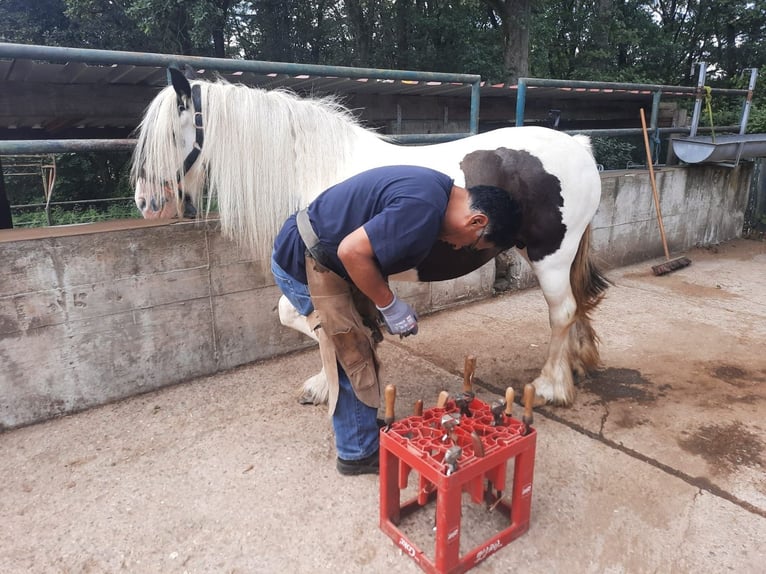 Cob Irlandese / Tinker / Gypsy Vanner Giumenta 8 Anni 126 cm Pezzato in Morsbach