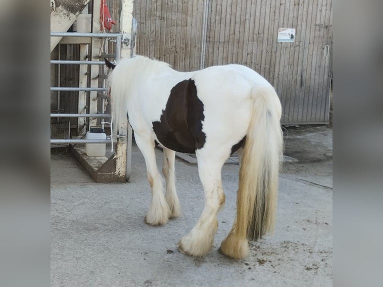 Cob Irlandese / Tinker / Gypsy Vanner Giumenta 8 Anni 126 cm Pezzato in Morsbach