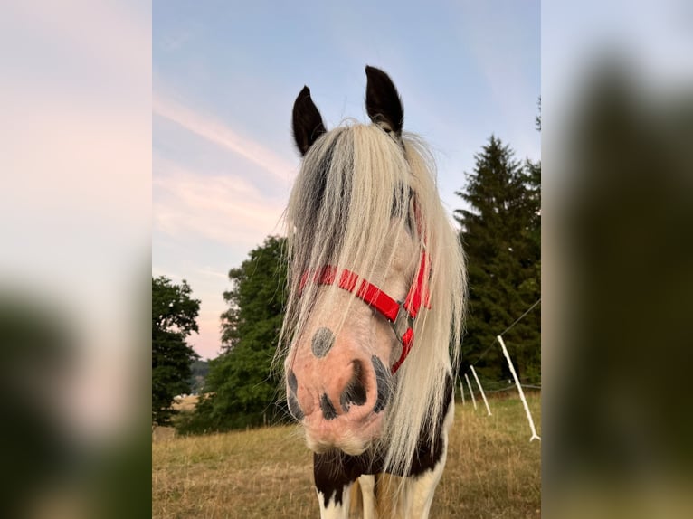 Cob Irlandese / Tinker / Gypsy Vanner Giumenta 8 Anni 126 cm Pezzato in Morsbach