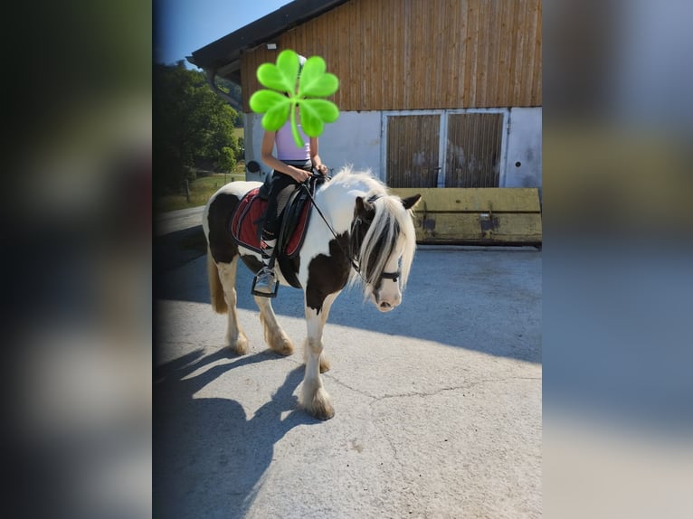 Cob Irlandese / Tinker / Gypsy Vanner Giumenta 8 Anni 127 cm Pezzato in Morsbach