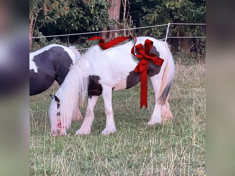 Cob Irlandese / Tinker / Gypsy Vanner Giumenta 8 Anni 127 cm Pezzato in Morsbach