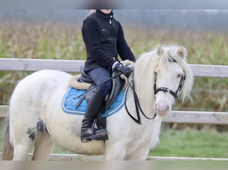 Cob Irlandese / Tinker / Gypsy Vanner Giumenta 8 Anni 128 cm Cremello in Bogaarden