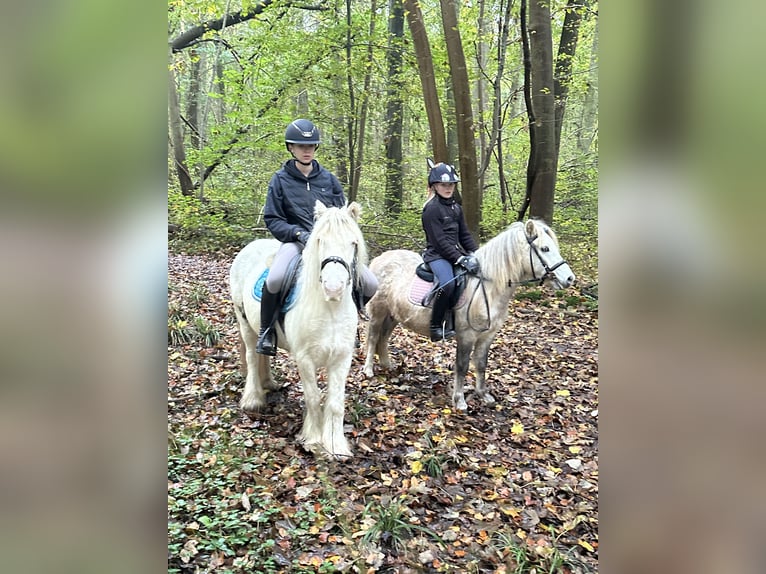 Cob Irlandese / Tinker / Gypsy Vanner Giumenta 8 Anni 128 cm Cremello in Bogaarden