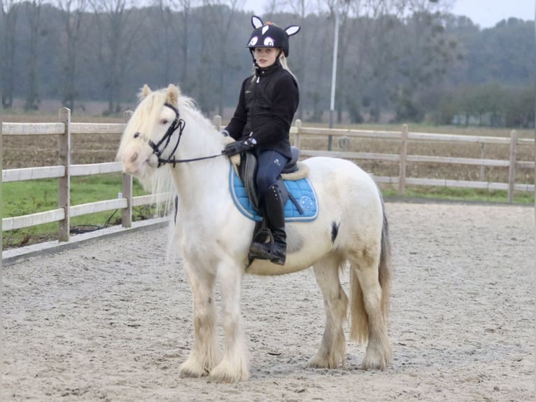 Cob Irlandese / Tinker / Gypsy Vanner Giumenta 8 Anni 128 cm Cremello in Bogaarden