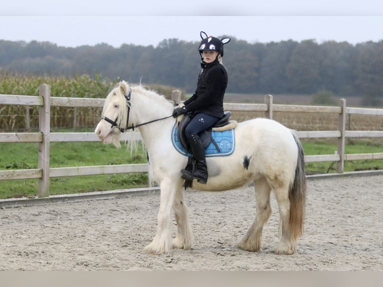 Cob Irlandese / Tinker / Gypsy Vanner Giumenta 8 Anni 128 cm Cremello in Bogaarden