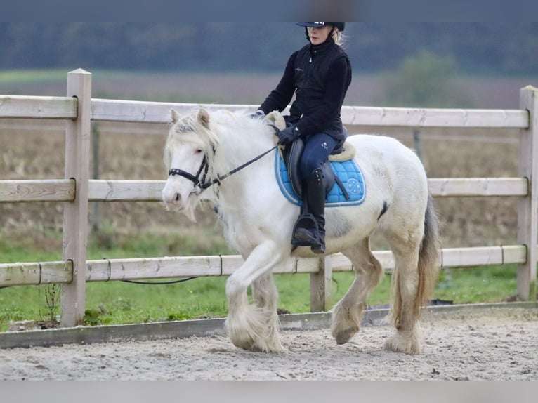 Cob Irlandese / Tinker / Gypsy Vanner Giumenta 8 Anni 128 cm Cremello in Bogaarden