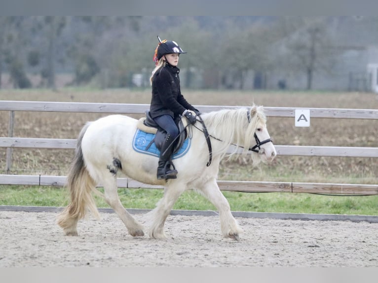 Cob Irlandese / Tinker / Gypsy Vanner Giumenta 8 Anni 128 cm Cremello in Bogaarden