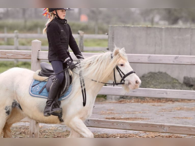 Cob Irlandese / Tinker / Gypsy Vanner Giumenta 8 Anni 128 cm Cremello in Bogaarden