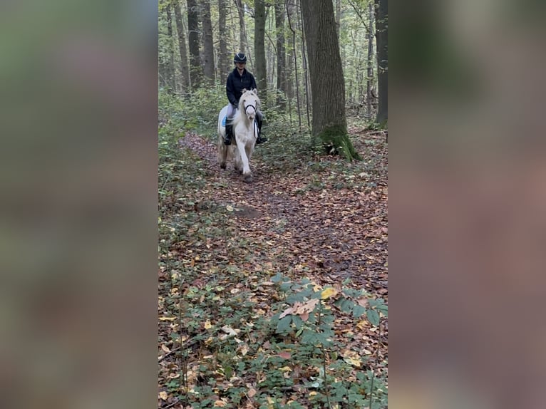 Cob Irlandese / Tinker / Gypsy Vanner Giumenta 8 Anni 128 cm Cremello in Bogaarden