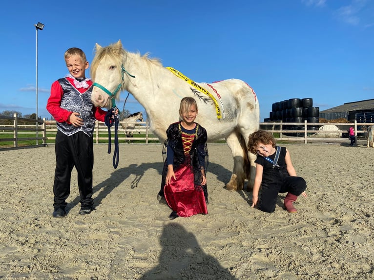 Cob Irlandese / Tinker / Gypsy Vanner Giumenta 8 Anni 128 cm Cremello in Bogaarden