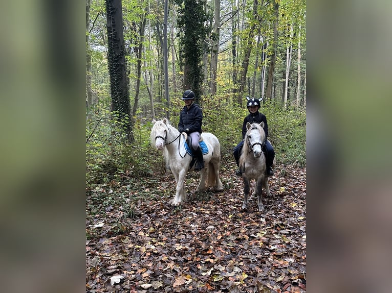 Cob Irlandese / Tinker / Gypsy Vanner Giumenta 8 Anni 128 cm Cremello in Bogaarden