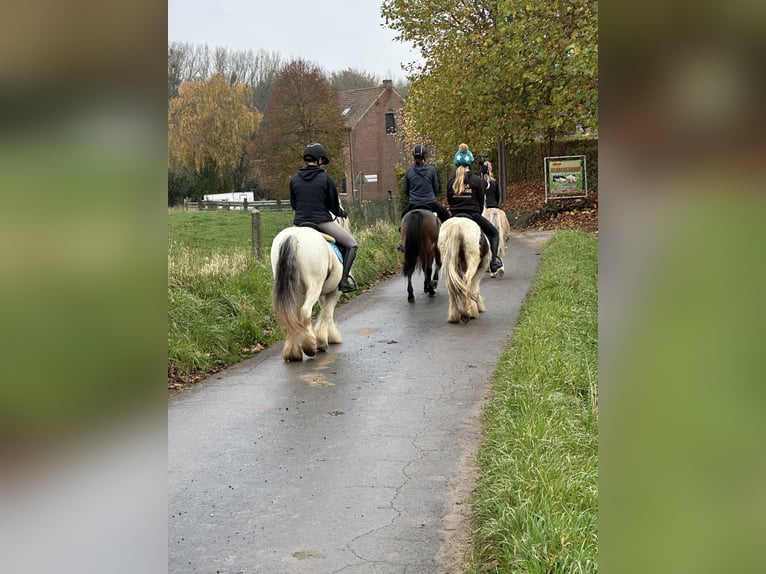 Cob Irlandese / Tinker / Gypsy Vanner Giumenta 8 Anni 128 cm Cremello in Bogaarden