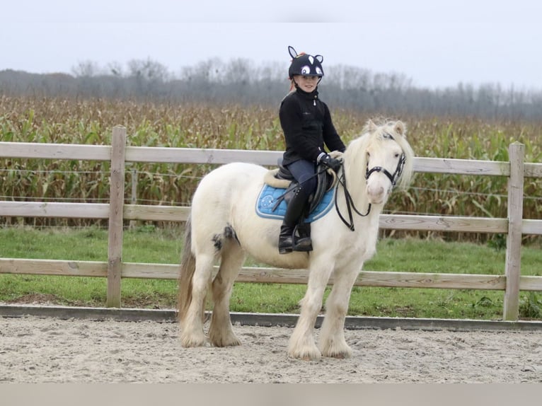 Cob Irlandese / Tinker / Gypsy Vanner Giumenta 8 Anni 128 cm Cremello in Bogaarden