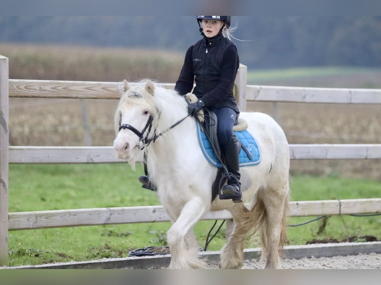 Cob Irlandese / Tinker / Gypsy Vanner Giumenta 8 Anni 128 cm Cremello in Bogaarden