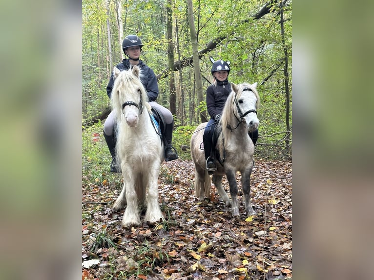 Cob Irlandese / Tinker / Gypsy Vanner Giumenta 8 Anni 128 cm Cremello in Bogaarden