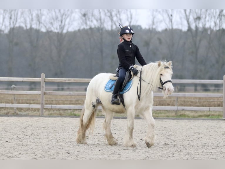 Cob Irlandese / Tinker / Gypsy Vanner Giumenta 8 Anni 128 cm Cremello in Bogaarden