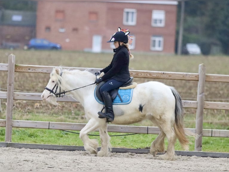 Cob Irlandese / Tinker / Gypsy Vanner Giumenta 8 Anni 128 cm Cremello in Bogaarden