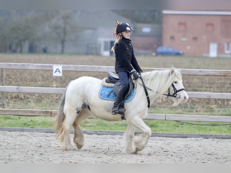 Cob Irlandese / Tinker / Gypsy Vanner Giumenta 8 Anni 128 cm Cremello in Bogaarden