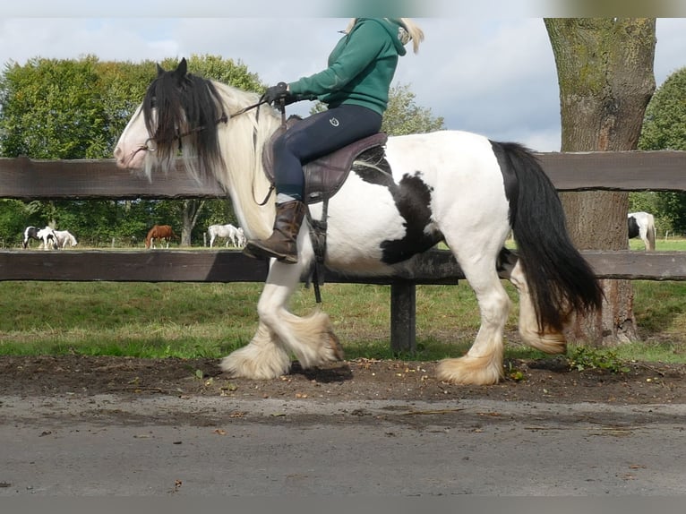 Cob Irlandese / Tinker / Gypsy Vanner Giumenta 8 Anni 128 cm Pezzato in Lathen