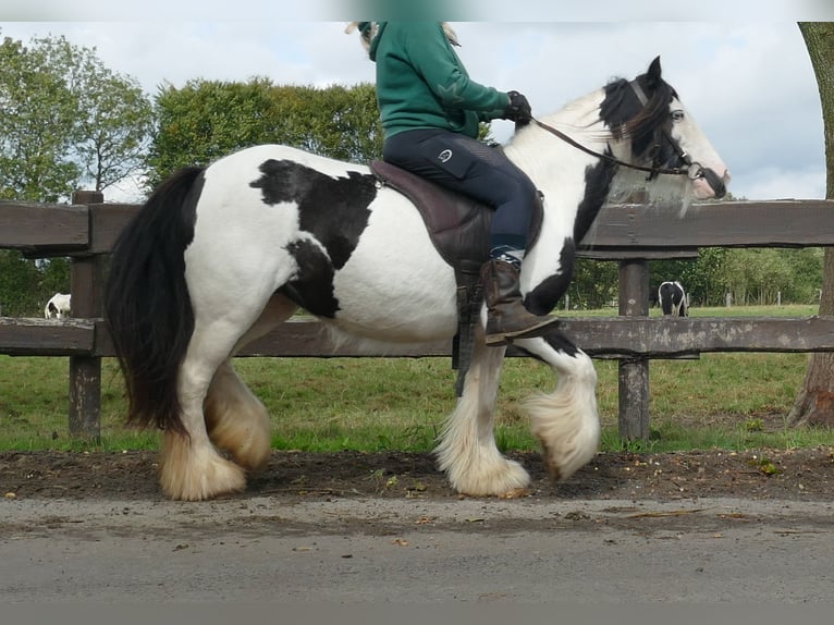 Cob Irlandese / Tinker / Gypsy Vanner Giumenta 8 Anni 128 cm Pezzato in Lathen