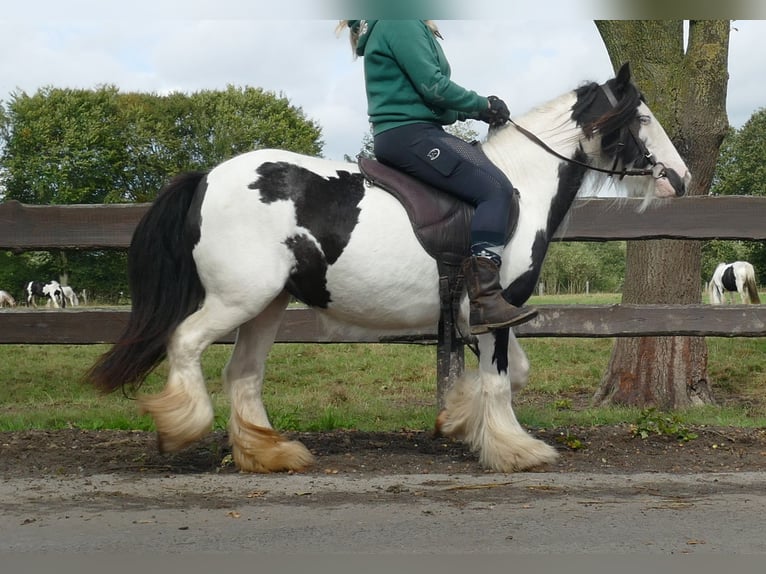 Cob Irlandese / Tinker / Gypsy Vanner Giumenta 8 Anni 128 cm Pezzato in Lathen