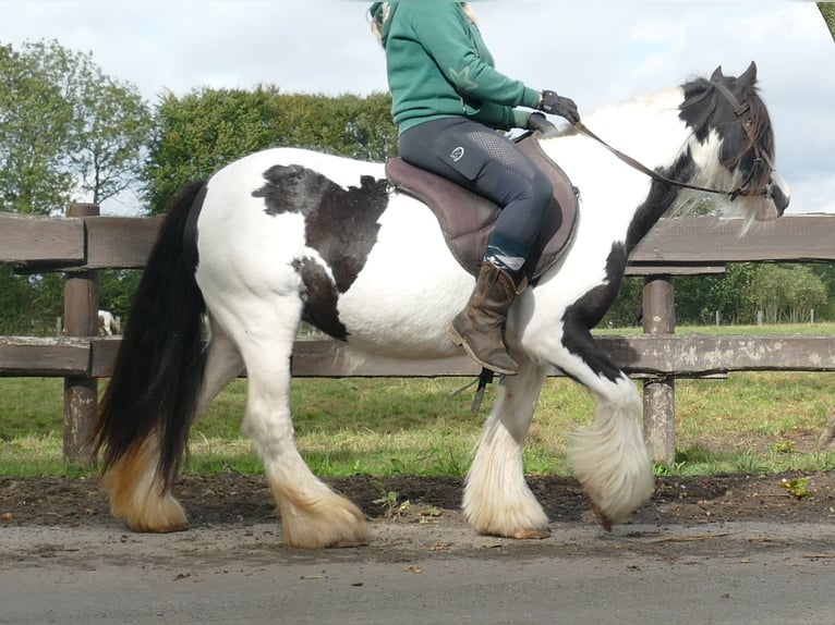 Cob Irlandese / Tinker / Gypsy Vanner Giumenta 8 Anni 128 cm Pezzato in Lathen