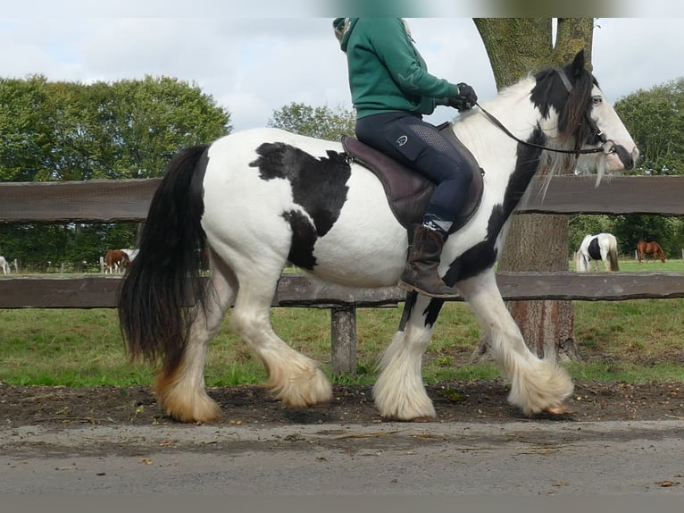 Cob Irlandese / Tinker / Gypsy Vanner Giumenta 8 Anni 128 cm Pezzato in Lathen