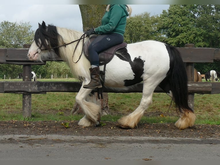 Cob Irlandese / Tinker / Gypsy Vanner Giumenta 8 Anni 128 cm Pezzato in Lathen