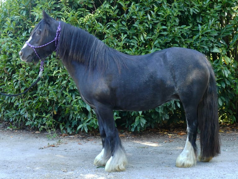 Cob Irlandese / Tinker / Gypsy Vanner Giumenta 8 Anni 129 cm Morello in Lathen