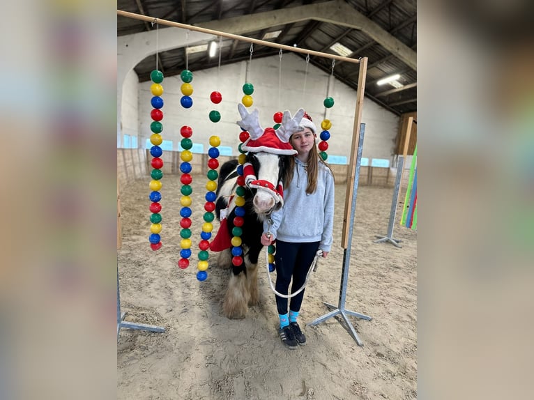 Cob Irlandese / Tinker / Gypsy Vanner Giumenta 8 Anni 130 cm Pezzato in Bogaarden