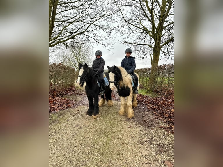 Cob Irlandese / Tinker / Gypsy Vanner Giumenta 8 Anni 130 cm Pezzato in Bogaarden