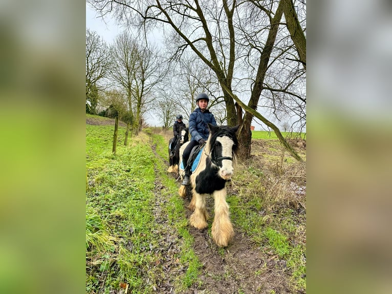 Cob Irlandese / Tinker / Gypsy Vanner Giumenta 8 Anni 130 cm Pezzato in Bogaarden