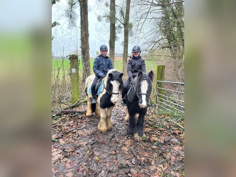 Cob Irlandese / Tinker / Gypsy Vanner Giumenta 8 Anni 130 cm Pezzato in Bogaarden