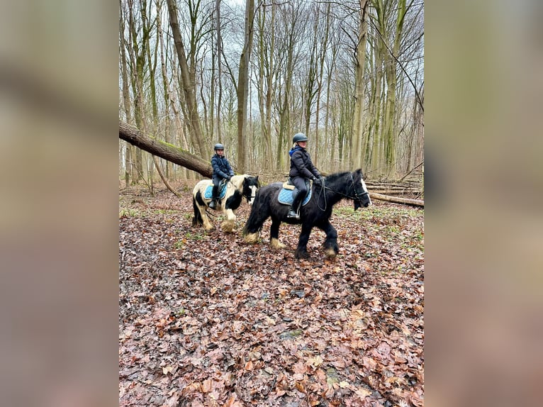 Cob Irlandese / Tinker / Gypsy Vanner Giumenta 8 Anni 130 cm Pezzato in Bogaarden