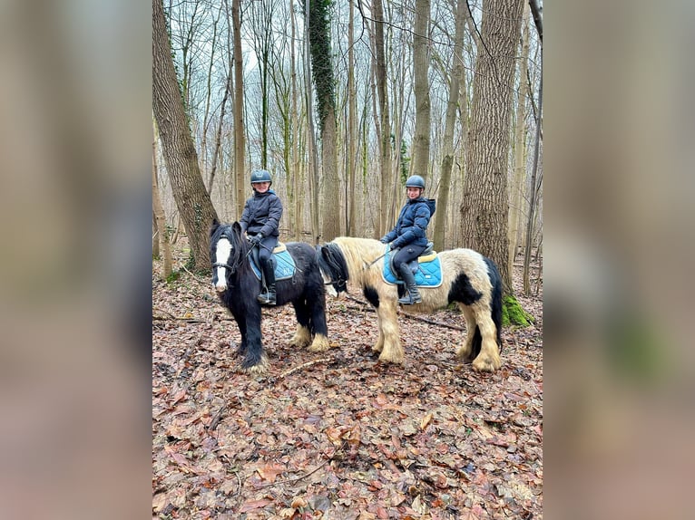 Cob Irlandese / Tinker / Gypsy Vanner Giumenta 8 Anni 130 cm Pezzato in Bogaarden