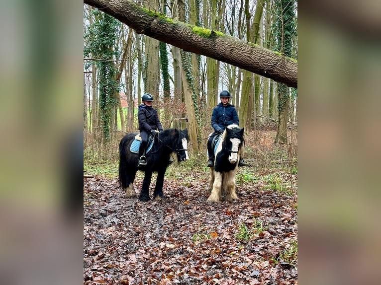 Cob Irlandese / Tinker / Gypsy Vanner Giumenta 8 Anni 130 cm Pezzato in Bogaarden