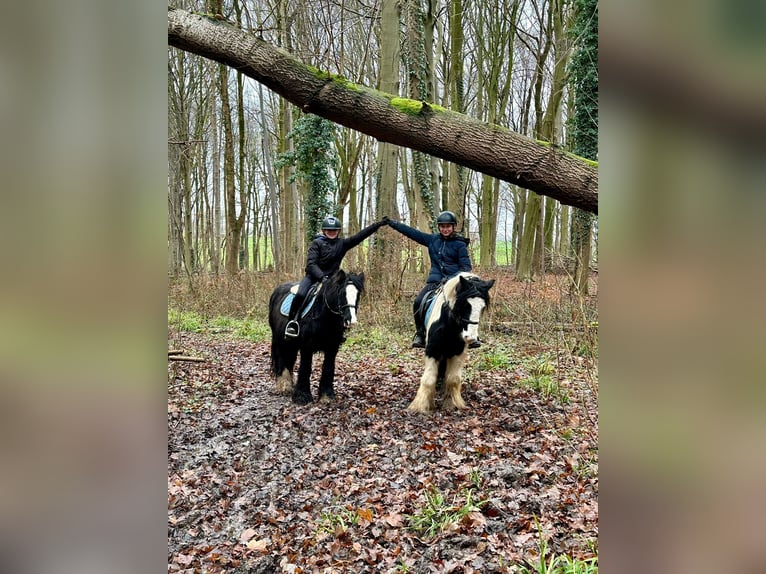 Cob Irlandese / Tinker / Gypsy Vanner Giumenta 8 Anni 130 cm Pezzato in Bogaarden