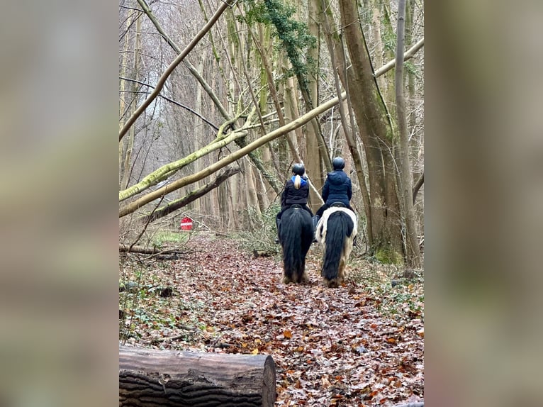 Cob Irlandese / Tinker / Gypsy Vanner Giumenta 8 Anni 130 cm Pezzato in Bogaarden