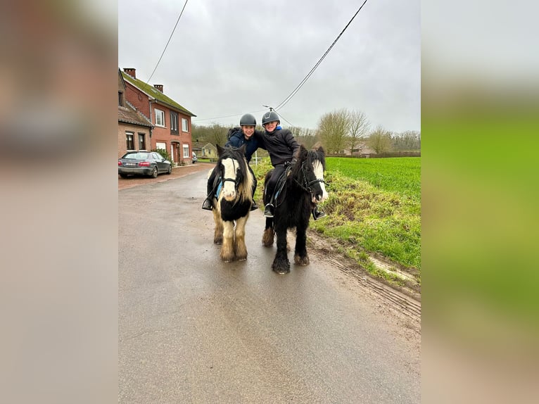 Cob Irlandese / Tinker / Gypsy Vanner Giumenta 8 Anni 130 cm Pezzato in Bogaarden