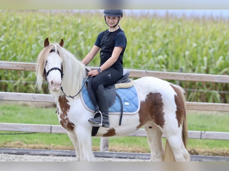 Cob Irlandese / Tinker / Gypsy Vanner Giumenta 8 Anni 133 cm Pezzato in Bogaarden