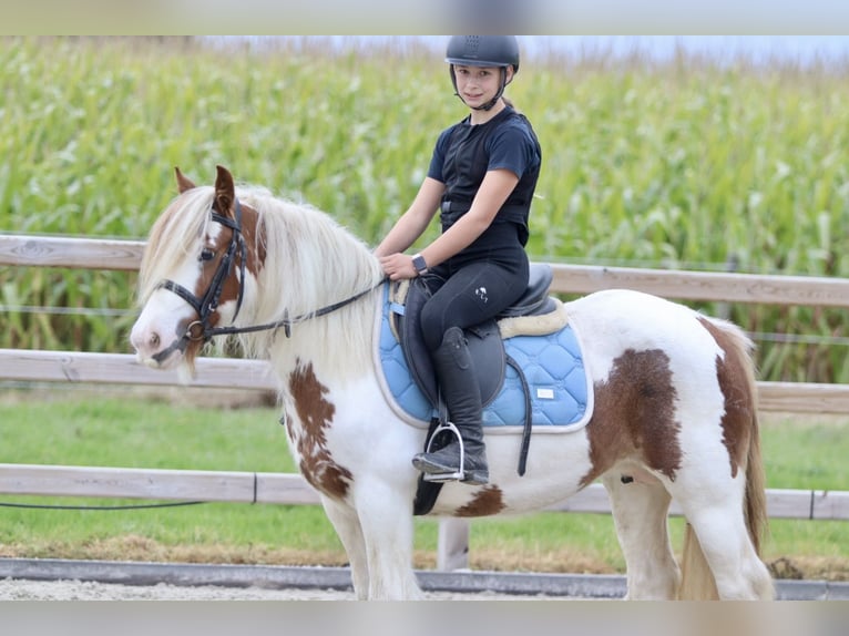 Cob Irlandese / Tinker / Gypsy Vanner Giumenta 8 Anni 133 cm Pezzato in Bogaarden