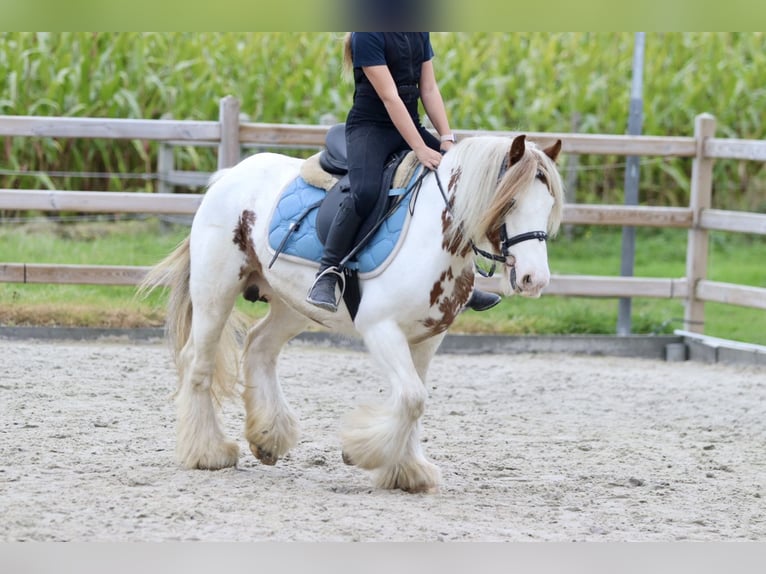 Cob Irlandese / Tinker / Gypsy Vanner Giumenta 8 Anni 133 cm Pezzato in Bogaarden