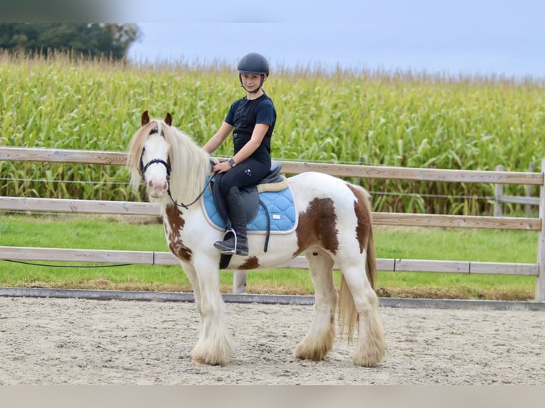 Cob Irlandese / Tinker / Gypsy Vanner Giumenta 8 Anni 133 cm Pezzato in Bogaarden