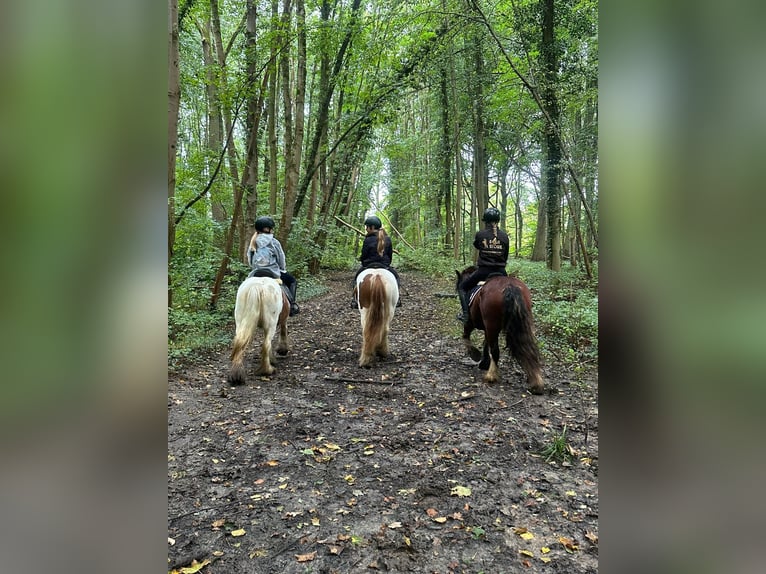 Cob Irlandese / Tinker / Gypsy Vanner Giumenta 8 Anni 133 cm Pezzato in Bogaarden