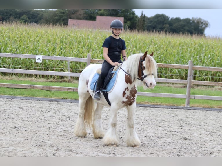 Cob Irlandese / Tinker / Gypsy Vanner Giumenta 8 Anni 133 cm Pezzato in Bogaarden