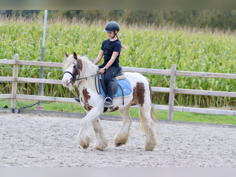 Cob Irlandese / Tinker / Gypsy Vanner Giumenta 8 Anni 133 cm Pezzato in Bogaarden