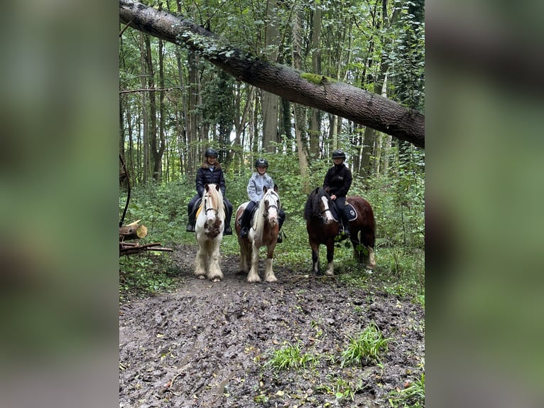 Cob Irlandese / Tinker / Gypsy Vanner Giumenta 8 Anni 133 cm Pezzato in Bogaarden