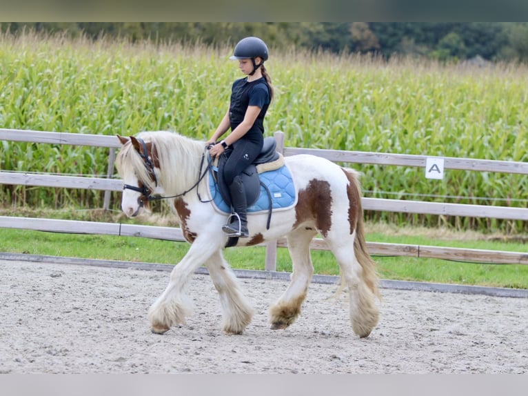 Cob Irlandese / Tinker / Gypsy Vanner Giumenta 8 Anni 133 cm Pezzato in Bogaarden