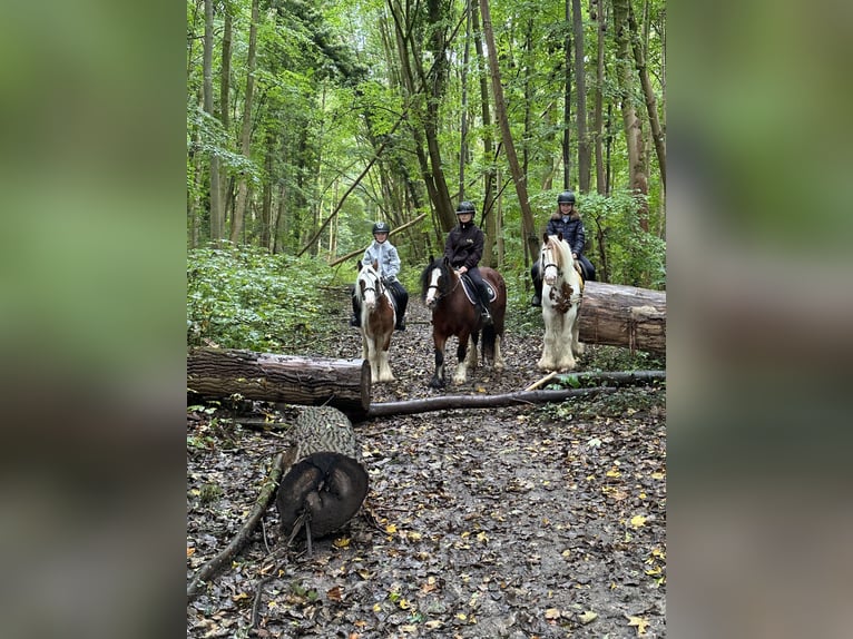 Cob Irlandese / Tinker / Gypsy Vanner Giumenta 8 Anni 133 cm Pezzato in Bogaarden